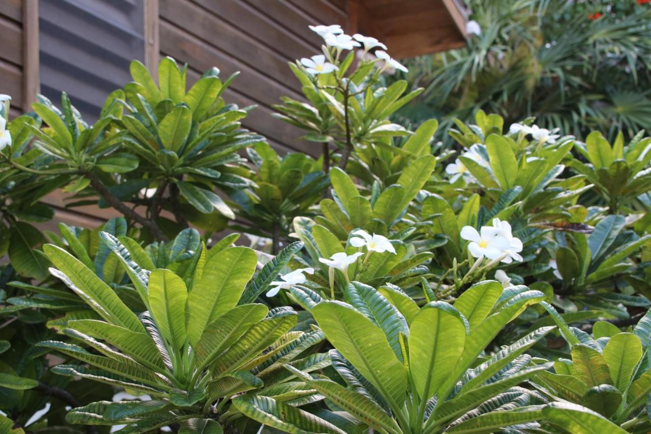 Amanda'S Place Casa Amancer - Sea View, Pool And Tropical Garden Caye Caulker Exterior foto