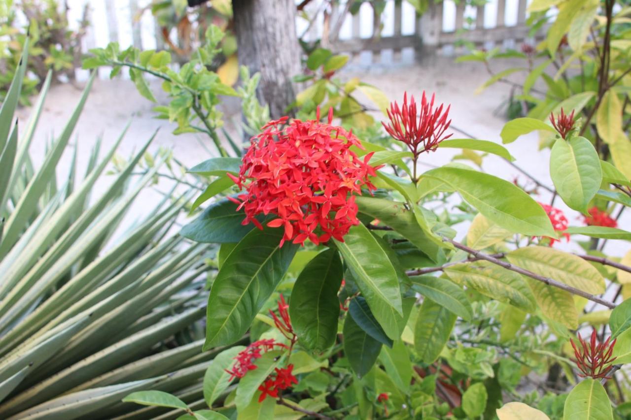 Amanda'S Place Casa Amancer - Sea View, Pool And Tropical Garden Caye Caulker Exterior foto